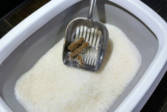 &Eacute;tape 1 : Retirer les excr&eacute;ments