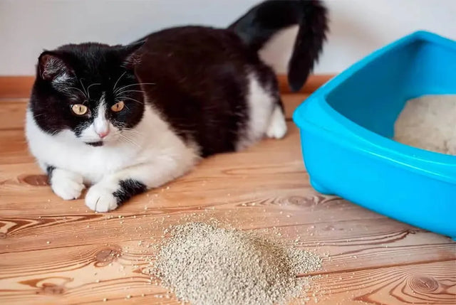 Chat assis &agrave; c&ocirc;t&eacute; de sa liti&egrave;re avec des grains &eacute;parpill&eacute;s