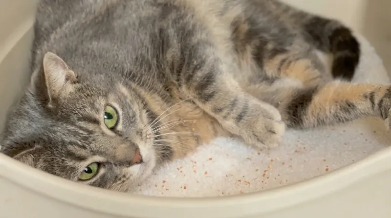 Chat heureux dans la liti&egrave;re Pacha